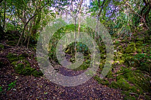 Beautiful footpath inside of a volcanic Rangitoto Island, in a sunny day perfect for hiking