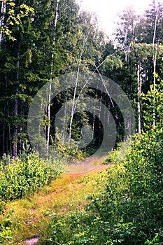 Beautiful footpath in the summer forest