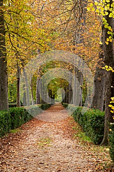 .a beautiful forest in aranjuez park, relaxation concept