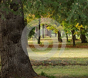 .a beautiful forest in aranjuez park, relaxation concept
