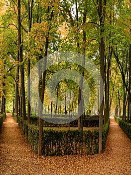 .a beautiful forest in aranjuez park, relaxation concept