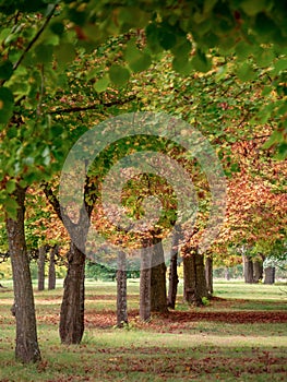 .a beautiful forest in aranjuez park, relaxation concept