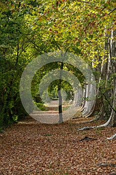 .a beautiful forest in aranjuez park, relaxation concept