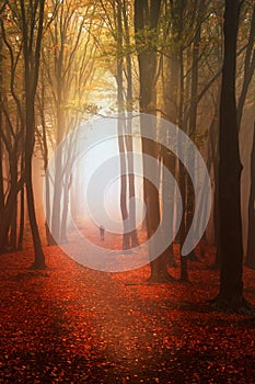 Beautiful forest during autumn photo