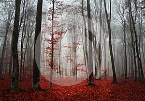 Beautiful forest during autumn