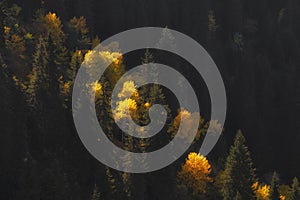 Beautiful forest autumn landscape, an yellowed trees and dark spruce trees growing together