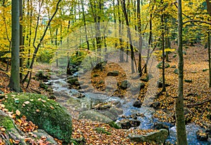Beautiful forest  autumn woods with a stream