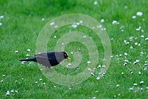 Beautiful forest bird, blackbird, Turdus merula jumps on spring green grass, looking for material to build nest, concept of