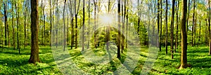 Beautiful forest with bright sun