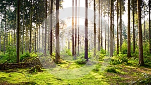 Beautiful forest with bright sun