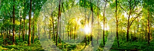 Beautiful forest with bright sun