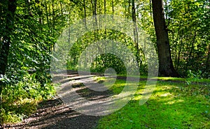 Beautiful forest with bright sun shining through the trees. Gravel road through sunny green.