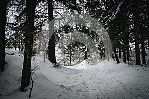 Beautiful forest covered in fresh snow, creating white rug with visible wildlife tracks near the town of Samobor, Croatia