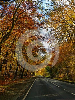 Beautiful forest crossed by the road