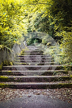 Beautiful forest footpath with stairs going up, closeup