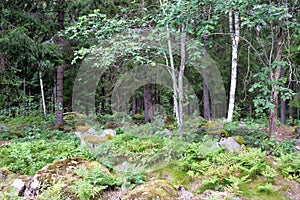 Beautiful forest in HÃ¶gbo Bruk