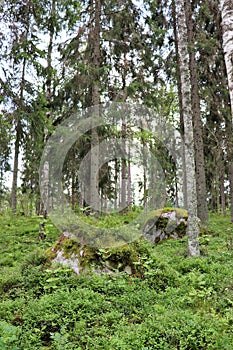 Beautiful forest in HÃ¶gbo Bruk