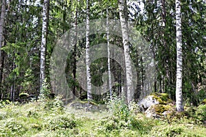 Beautiful forest in HÃ¶gbo Bruk