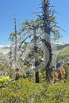 Beautiful Forest With Infinite Views To A Waterfall From One Of The Mountains Of Yosemite National Park. Nature Travel Holidays