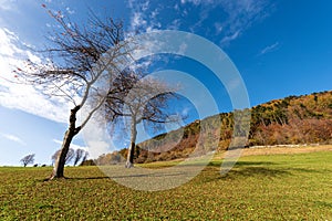 Beautiful Forest in Italian Alps in Autumn - Corno dâ€™Aquilio Lessinia Plateau Italy