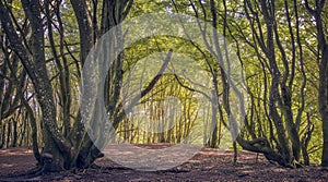 Beautiful forest in Jutland, Denmark