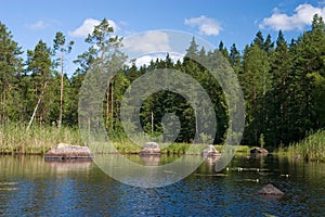 Beautiful forest lake