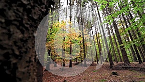 Beautiful forest landscape in autumn time