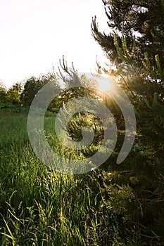 Beautiful forest landscape, bright sunlight breaking through the pine branches, amazing sunset with sun rays on the grass