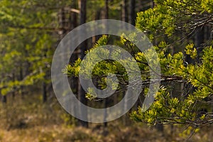 A beautiful forest landscape during early spring in Northern Europe.