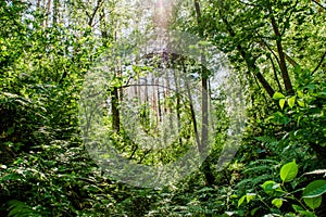 Beautiful forest landscape with green ferns, trees and bushes