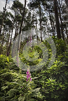 Beautiful forest landscape image of foxgloves amidst lush green Summer trees and foliage