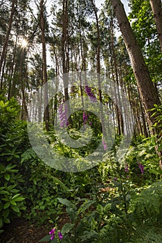 Beautiful forest landscape image of foxgloves amidst lush green Summer trees and foliage