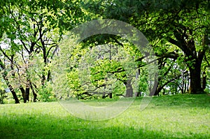 Beautiful forest landscape. Lawn in green spring forest.