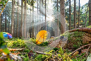 Beautiful forest landscape with the shining sun through the foggy morning with a heart in a leaf for the love of the