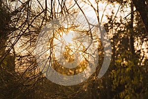 Beautiful forest landscape at sunset, the light envelops a magical atmosphere with golden and warm tones