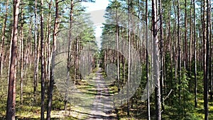 Beautiful forest landscape, view of the path in the forest, drone shot in 4K