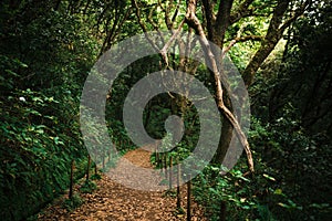 Beautiful forest in Madeira. The Laurissilva of Madeira Island. Laurel trees.