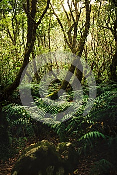 Beautiful forest in Madeira. The Laurissilva of Madeira Island. Laurel trees. photo