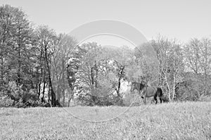 Beautiful forest meadow with a grazing horse. Summer landscape. Black and white photo