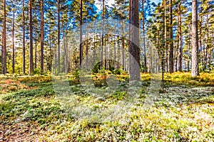 Beautiful forest in mountain area in Sweden in autumn colors with beautiful soil vegetation