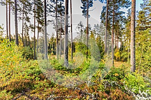 Beautiful forest in mountain area in Sweden in autumn colors with beautiful soil vegetation