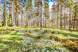 Beautiful forest in mountain area in Sweden in autumn colors with beautiful soil vegetation