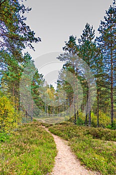 Beautiful forest in mountain area in Sweden in autumn colors with beautiful soil vegetation