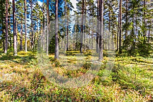 Beautiful forest in mountain area in Sweden in autumn colors with beautiful soil vegetation