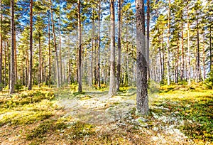 Beautiful forest in mountain area in Sweden in autumn colors with beautiful soil vegetation