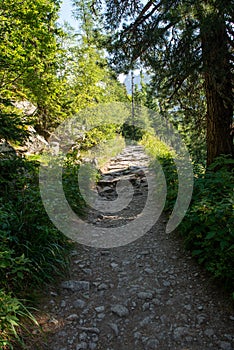 Beautiful forest mountain path in the morining