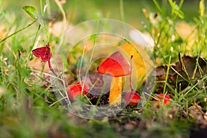 Beautiful forest mushroom toadstool. Fantasticl autumn landscape.Mushroom among green grass and moss in a clearing i