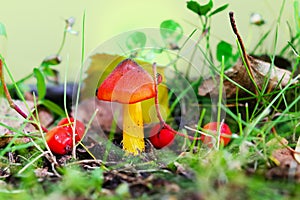 Beautiful forest mushroom toadstool. Fantasticl autumn landscape.Mushroom among green grass and moss in a clearing i