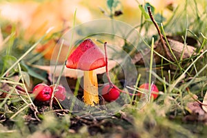 Beautiful forest mushroom toadstool. Fantasticl autumn landscape.Mushroom among green grass and moss in a clearing i