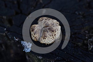 Beautiful forest mushrooms with a white cap and brown specks on a stump. Mushroom close-up in a natural habitat Organic